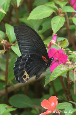 *(Papilio acheron) *Bornean Mormon