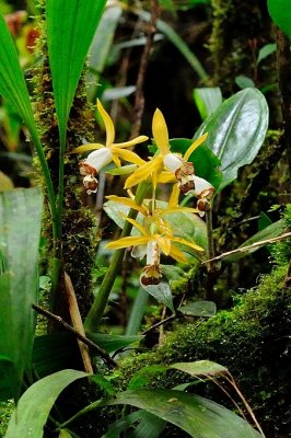 (Coelogyne radioferens)