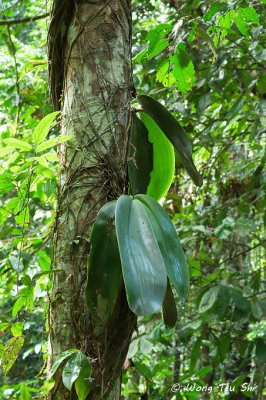 (Phalaenopsis gigantea)