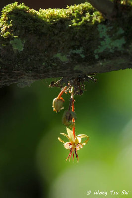 (Theobroma cacao) Cocoa flower