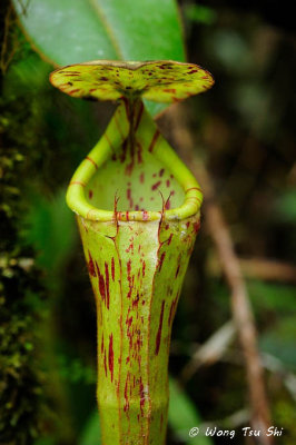 (Nepenthes chaniana)