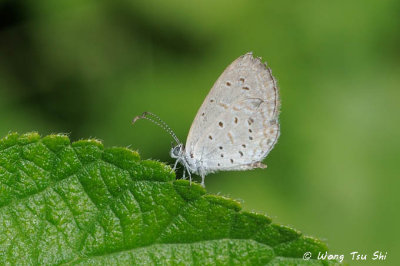 (Zizula hylax)Tiny Grass Blue