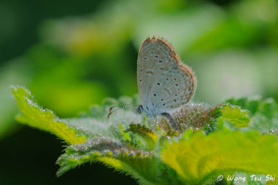 (Zizula hylax)Tiny Grass Blue