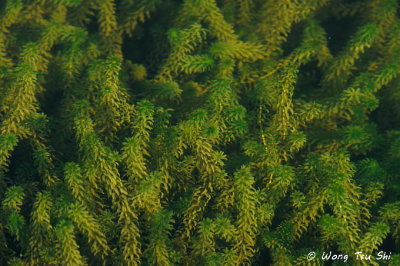 (Lagarosiphon major) Curly Leaved Waterweed