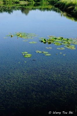 (Lagarosiphon major) Curly Leaved Waterweed