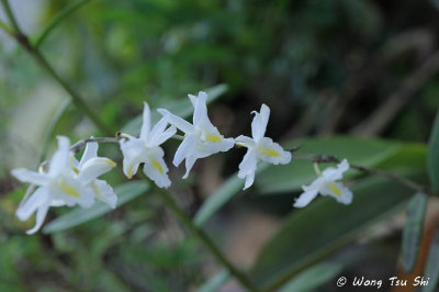 (Dendrobium crumenatum) Pigeon Orchid