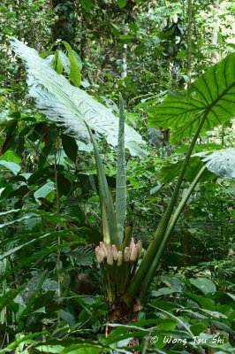 (Alocasia macrorrhiza )Borneo Giant