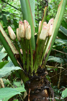 (Alocasia macrorrhiza )Borneo Giant