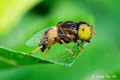 (Tabanidae sp.)Horsefly  