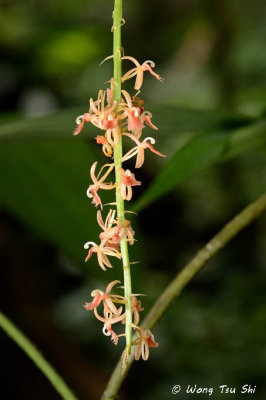 (Oberonia sp.)