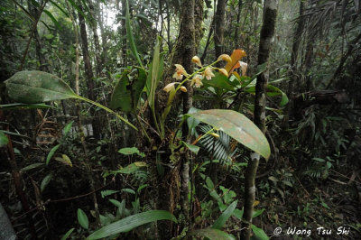 (Chelonistele lurida)