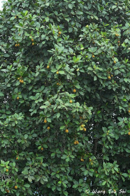 (Artocarpus odoratissimus) Terap