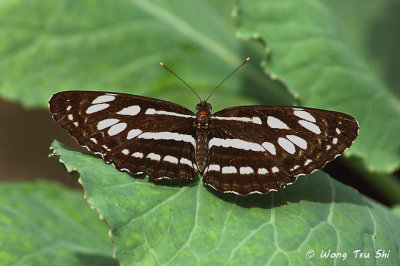 (Neptis hylas) Common Sailor