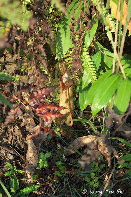 (Nepenthes macrovulgaris)