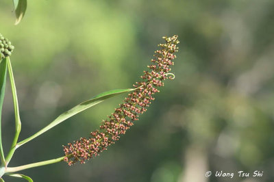 (Nepenthes macrovulgaris)