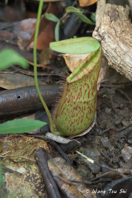 Nepenthes of Sabah, Borneo, Malaysia.