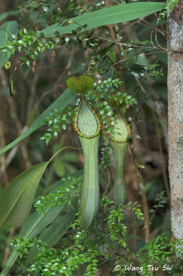 (Nepenthes macrovulgaris)