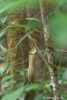 (Nepenthes macrovulgaris)