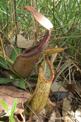 Nepenthes of Sabah, Borneo, Malaysia.