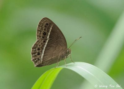 (Mycalesis perseoides) The Burmese Bush Brown