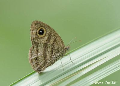 (Ypthima fasciata)Common Six-Ring