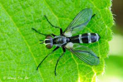 Tachinidae sp. [A]Tachina flies