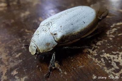 <i>(</i>Scarabidae, <i>Lepidiota stigma)</i><br />Scarab Beetle