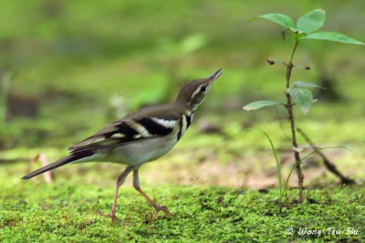 (Dendronanthus indicus)Forest Wagtail