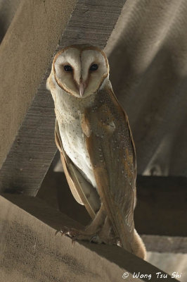 (Tyto alba javanica) Barn Owl