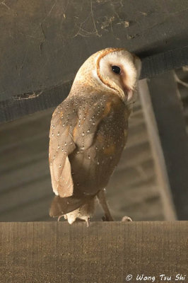 (Tyto alba javanica) Barn Owl