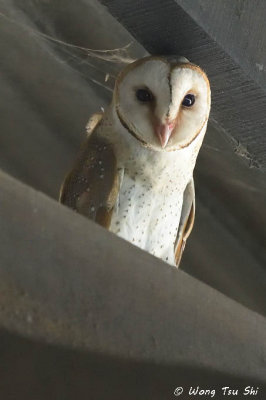 (Tyto alba javanica) Barn Owl