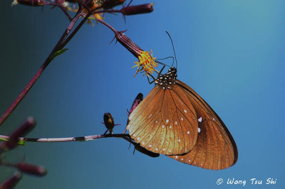 (Euploea mulciber mulciber) Striped Blue Crow