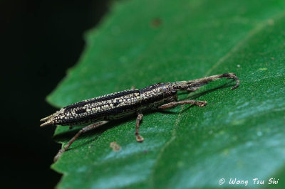 (Brentidae, Ceocephalus sp.)[A] Primitive Weevil