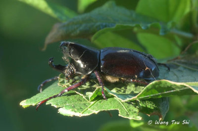 (Scarabaeidae, Xylotrupes pachycera)True Rhinoceros Beetle