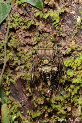 (Cicadidae, sp.)[I]True Cicada
