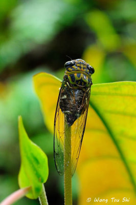 (Cicadidae, sp.)[J]True Cicada