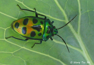 (Scutelleridae, sp.)[A]<br />Jewel Bug
