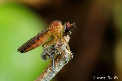 (Asilidae sp.)Robber Fly