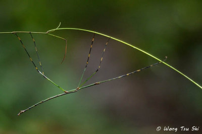 (Phasmatidae, Sadyattes annulatus) Male