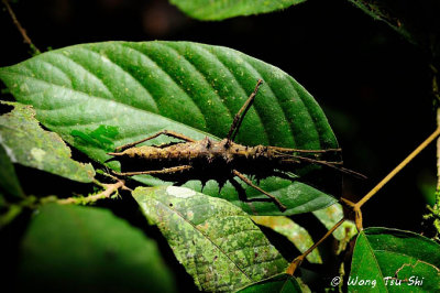 (Heteropterygidae, Aretaon asperrimus)