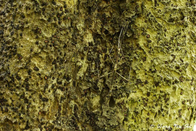 {Order}Phasmatodea sp. B