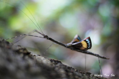 {Order}Phasmatodea sp. B