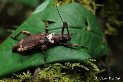 (Heteropterygidae, Haaniella echinata)