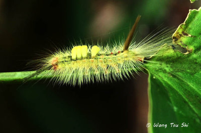 Tussock moth caterpillar 