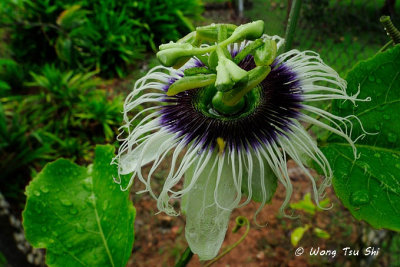 Passiflora edulis