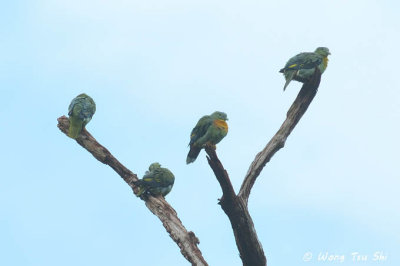 Green Pigeons, Doves and Pigeons