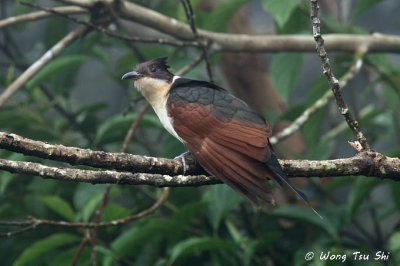 Cuckoos, Malkohas and Coucals