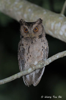 (Otus lempiji lemurum)  Collared Scops Owl