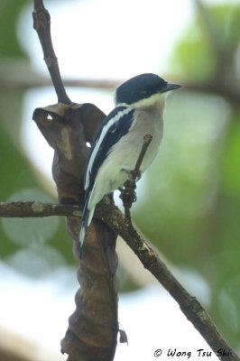 Hemipus picatus Bar-winged Flycatcher-shrike ♂