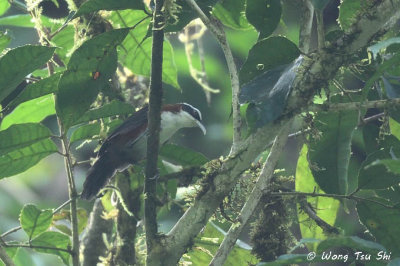 Babblers, Laughingthrushes and Erpornis